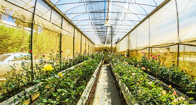 Agricultural nonwoven fabric for greenhouse|Non-woven fabric for spring pocket|Non woven fabric for face mask